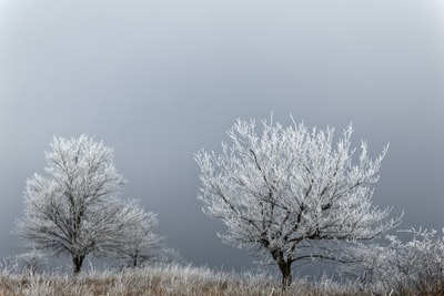 白天灰色天空中的白色树木